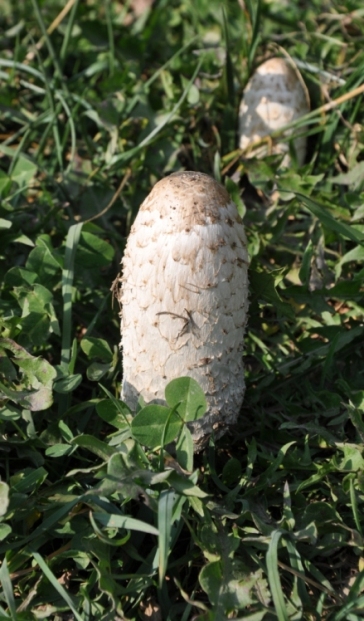 Coprinus comatus?